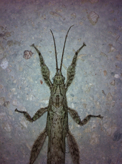 Prisopus berosus