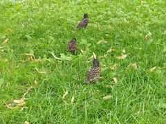 Sturnus vulgaris