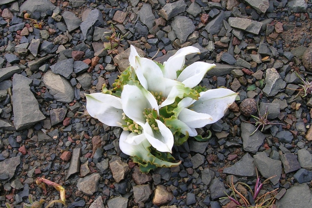 Colchicum crispum