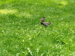 Sturnus vulgaris