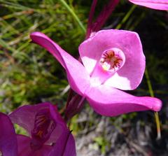 Disa racemosa