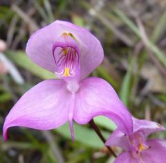 Disa racemosa