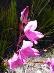 Disa racemosa
