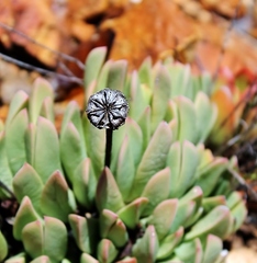 Machairophyllum bijliae