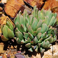 Machairophyllum bijliae