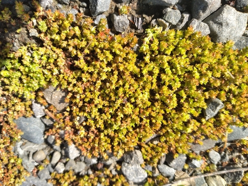 Crassula tillaea