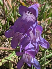 Penstemon leiophyllus