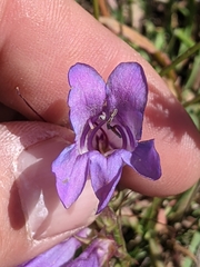Penstemon leiophyllus