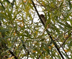 Carpodacus erythrinus grebnitskii