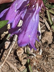 Penstemon leiophyllus
