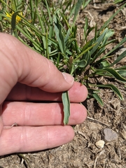 Penstemon leiophyllus