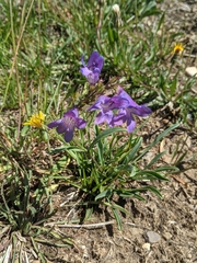 Penstemon leiophyllus