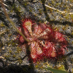 Drosera natalensis