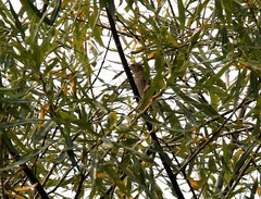 Carpodacus erythrinus grebnitskii
