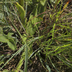 Satyrium longicauda longicauda