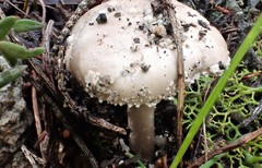 Amanita farinacea
