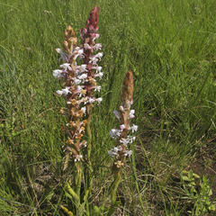 Satyrium longicauda longicauda