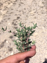 Euphorbia acuta