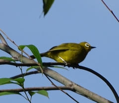 Zosterops stuhlmanni