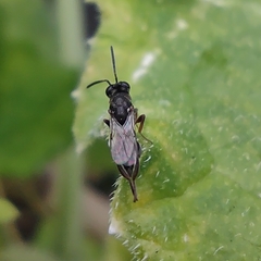 Haltichellinae