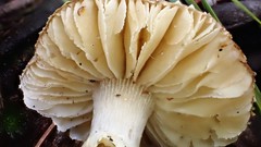 Amanita farinacea