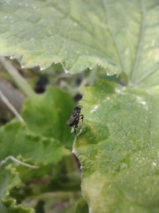 Haltichellinae