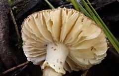Amanita farinacea
