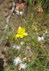Eriospermum abyssinicum