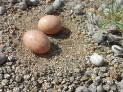 Eupodotis vigorsii vigorsii