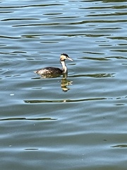 Podiceps cristatus