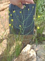 Eriospermum abyssinicum