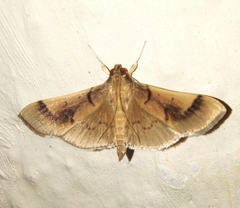 Pilocrocis milvinalis