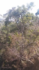Brosimum alicastrum