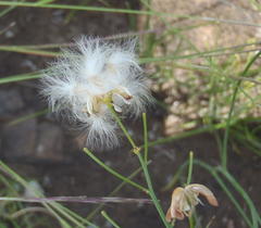 Eriospermum abyssinicum