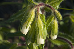 Onosma visianii