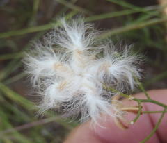 Eriospermum abyssinicum