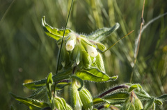 Onosma visianii