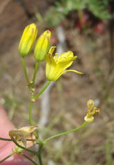 Eriospermum abyssinicum