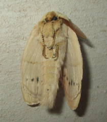 Philotherma rosa