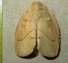Philotherma rosa
