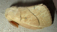 Philotherma rosa