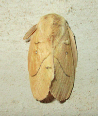 Philotherma rosa