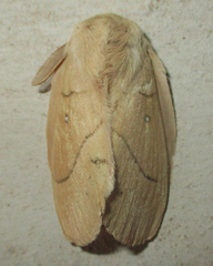 Philotherma rosa
