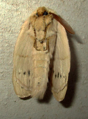 Philotherma rosa