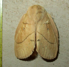 Philotherma rosa