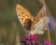 Argynnis adippe cleodoxa