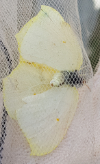 Gonepteryx cleopatra