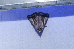 Schistorhynx argentistriga