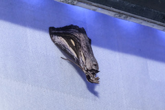 Schistorhynx argentistriga