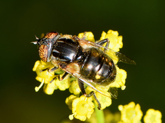 Eristalinus